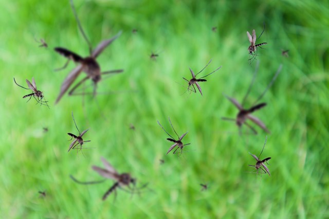 Radi na poseban način: Novi izum naučnika će zaustaviti čak 99 odsto komaraca
